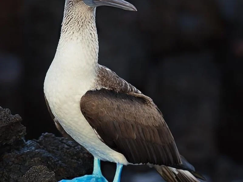 A pair of blue-footed boobies performing their courtship display
