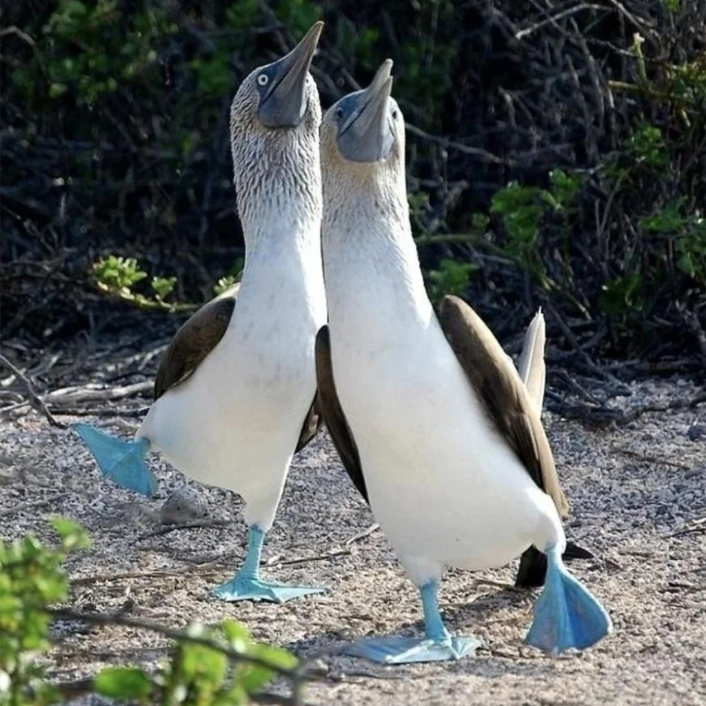 A blue-footed booby standing on volcanic rock in the Galápagos