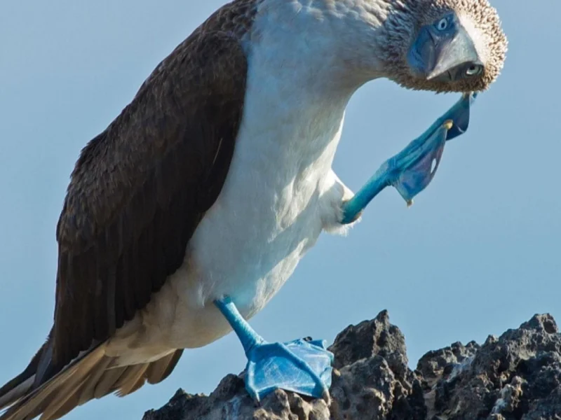 A blue-footed booby preening its feathers