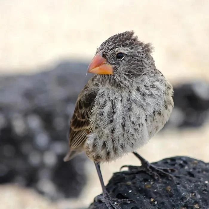A Darwin's finch perched on volcanic rock in the Galápagos