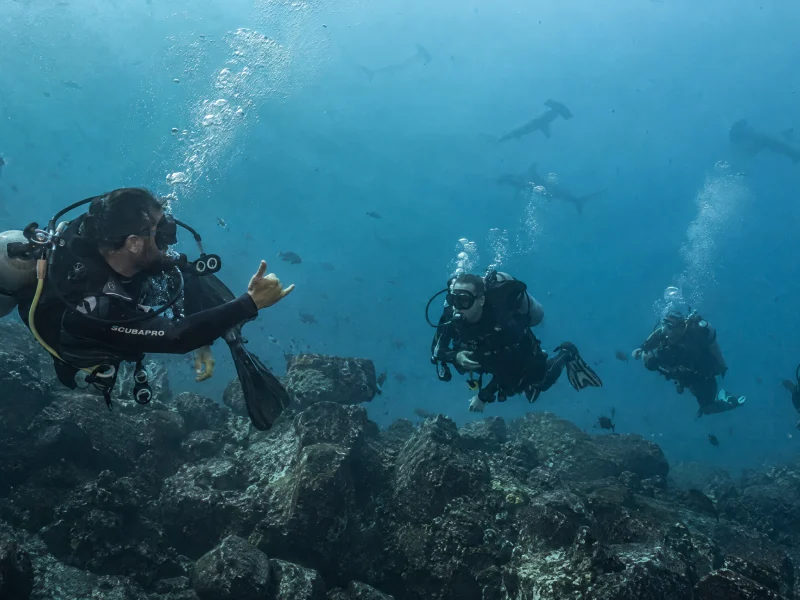 Divers observing a school of hammerhead sharks in the Galápagos Marine Reserve