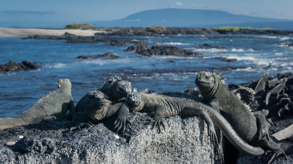 A large colony of marine iguanas on the coast of Fernandina Island, Galápagos
