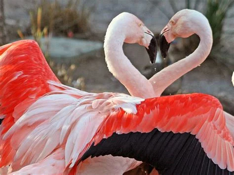 Two flamingos crossing necks in a courtship display