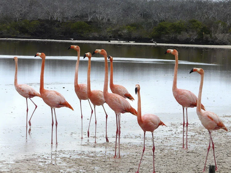 A group of American flamingos wading in a Galápagos coastal lagoon