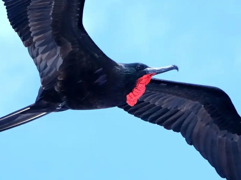 A magnificent frigatebird in flight with its red pouch visible, Galápagos