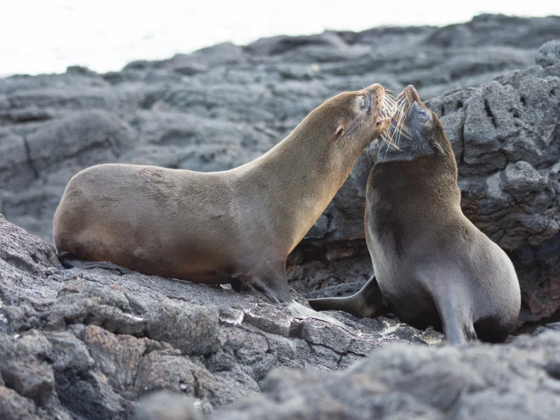 Two Galápagos fur seals nuzzling on volcanic rock