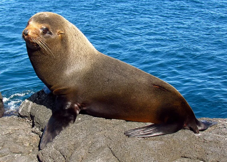 A Galápagos fur seal resting on a rocky ledge above the ocean