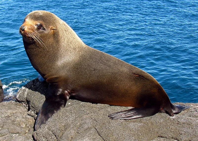 A Galápagos fur seal resting on a rocky ledge above the ocean