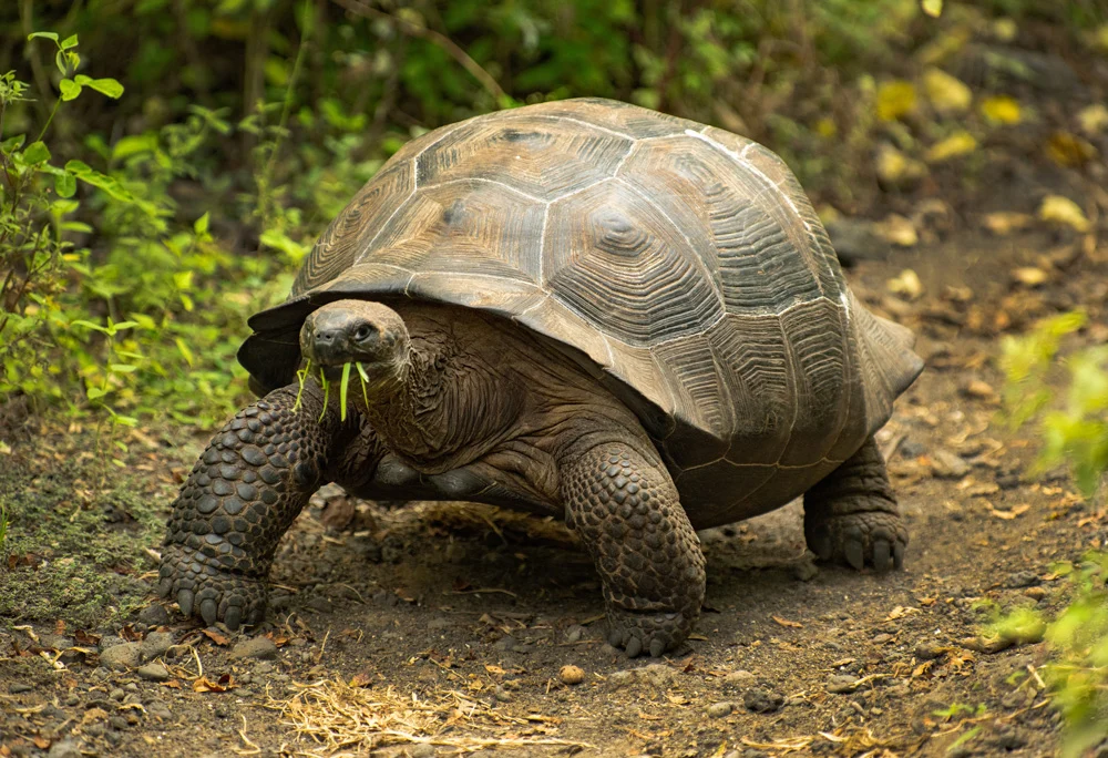 Galápagos giant tortoise grazing in the highlands