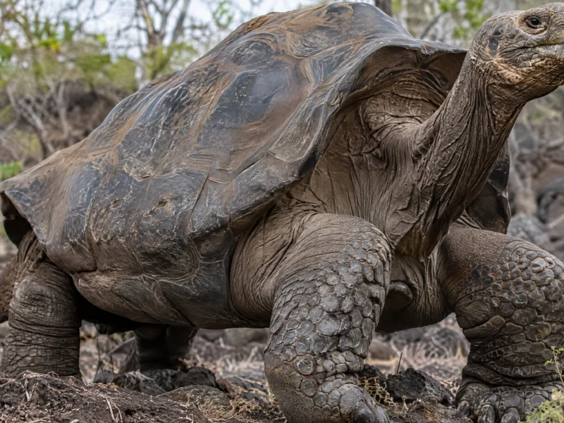 A Galápagos giant tortoise walking through dry lowland vegetation