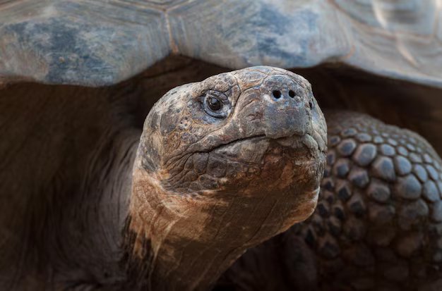 Close-up of a Galápagos giant tortoise