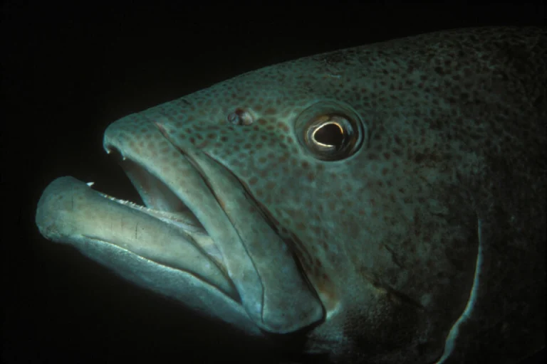 Close-up portrait of a Galápagos grouper with its mouth open