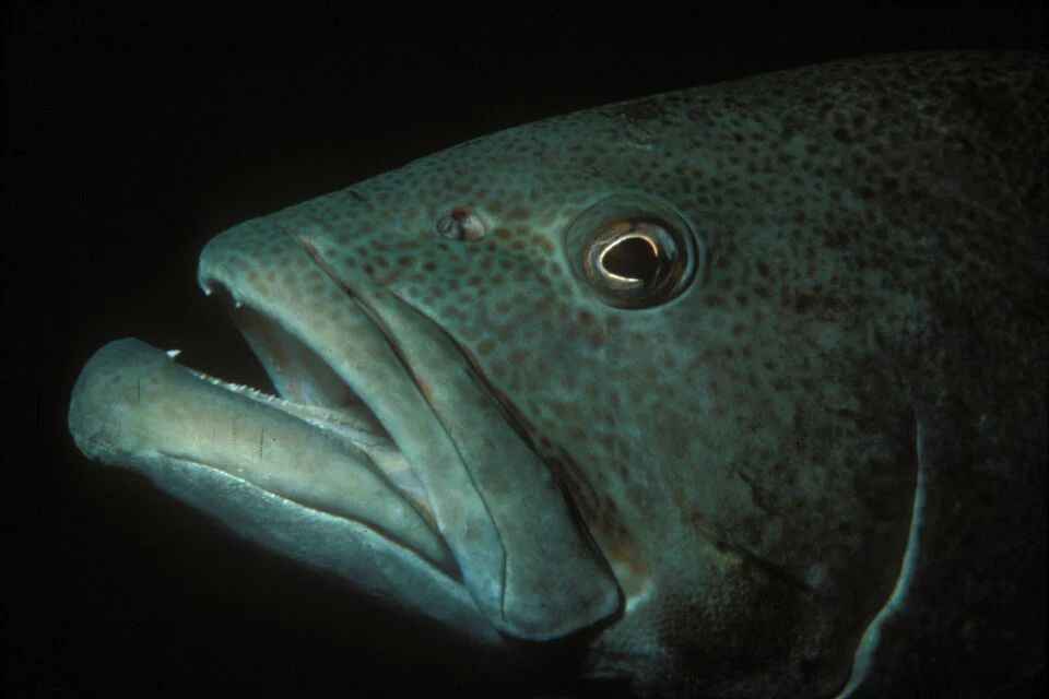 Close-up portrait of a Galápagos grouper with its mouth open