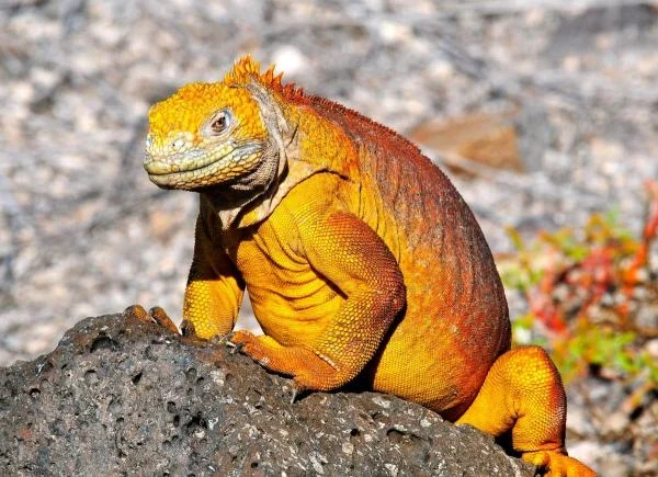 A Galápagos land iguana resting on volcanic rock