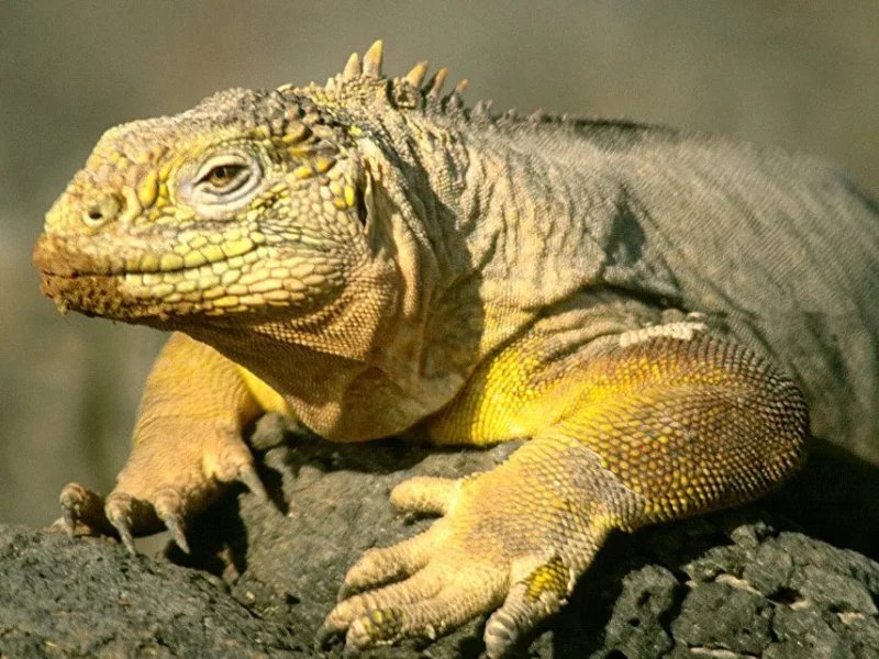 Close-up of a Galápagos land iguana's head and forelegs