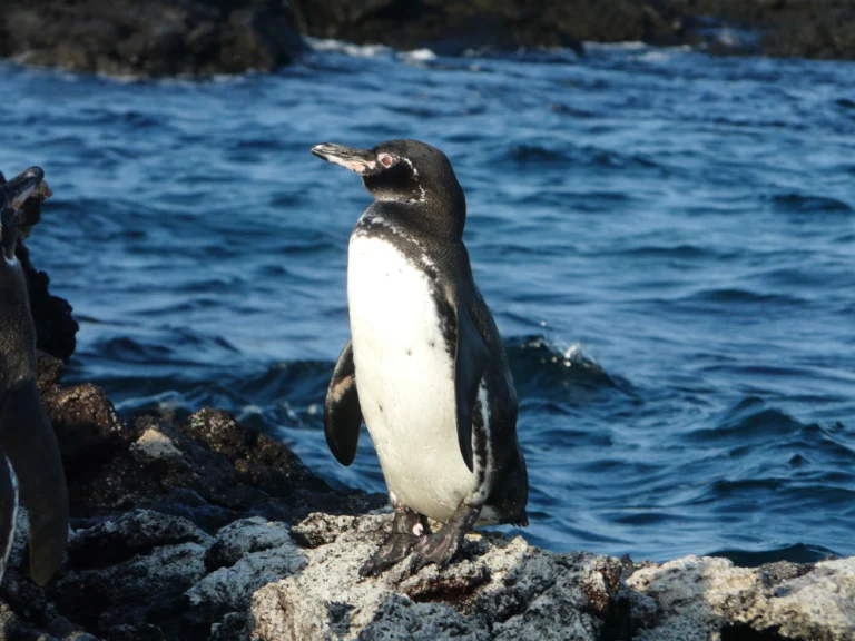 A Galápagos penguin standing on volcanic rock beside the ocean