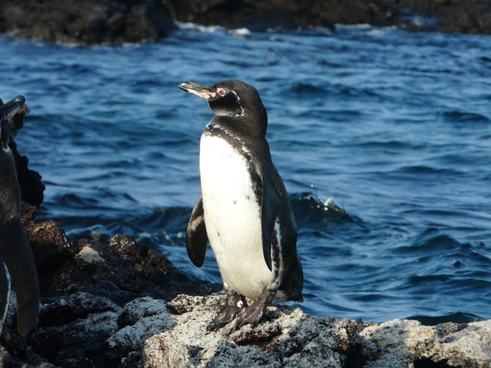 A Galápagos penguin standing on volcanic rock beside the ocean