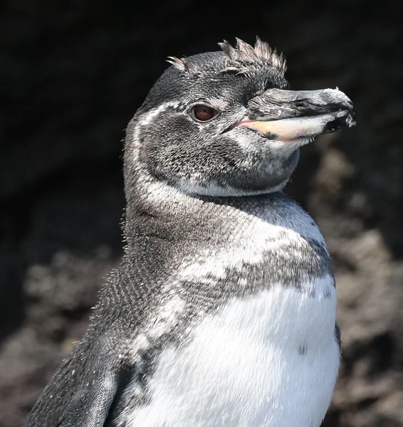 Close-up portrait of a Galápagos penguin