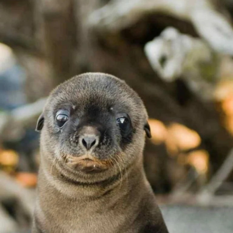 A Galápagos sea lion pup on the beach