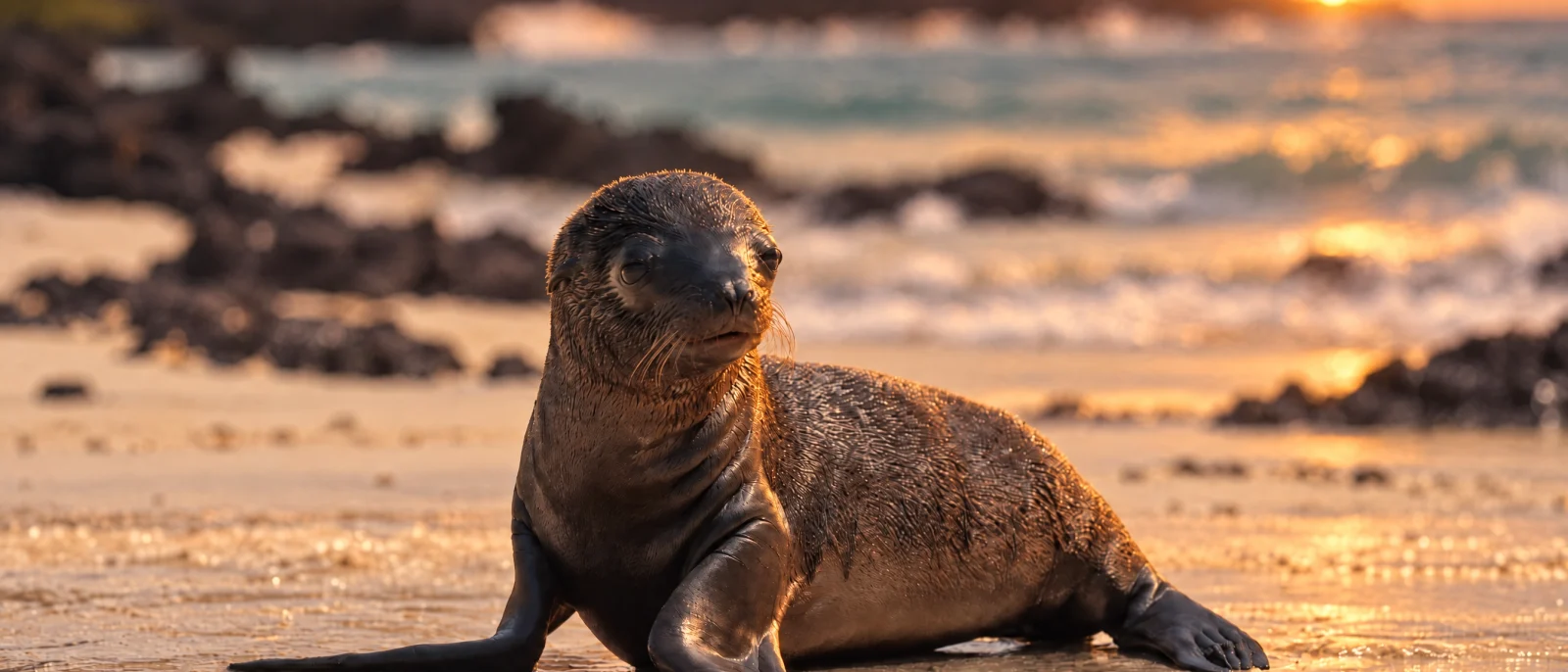 A Galápagos sea lion on the beach at sunset