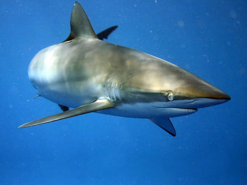 Close-up of a Galápagos shark swimming in open water