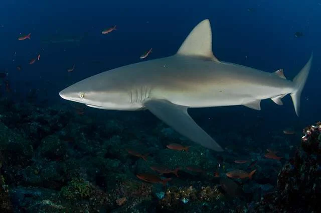 A Galápagos shark swimming over a rocky reef