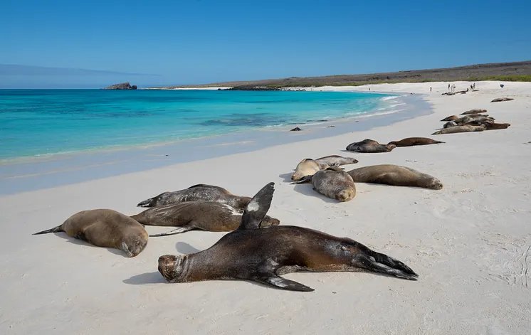 A colony of sea lions resting on the white sand of Gardner Bay, Española, Galápagos