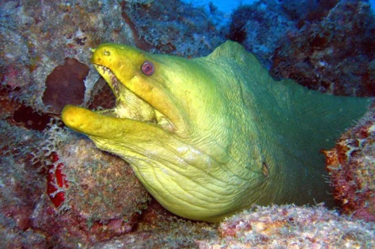 A green moray eel with its head out of a rocky crevice, mouth open