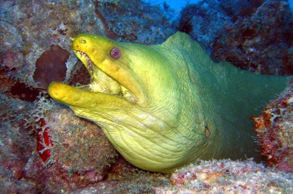 A green moray eel with its head out of a rocky crevice, mouth open