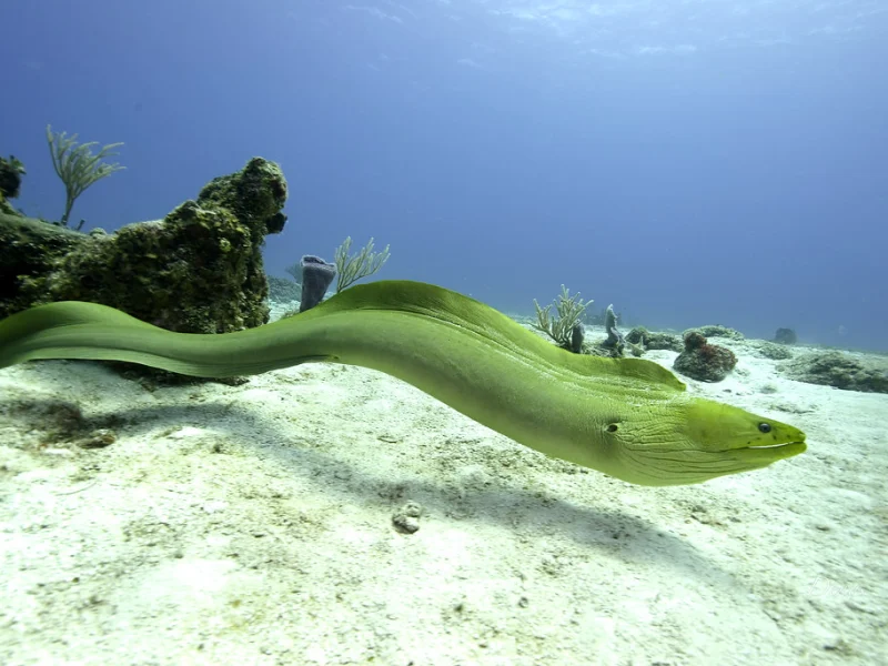 A green moray eel swimming over a sandy seafloor