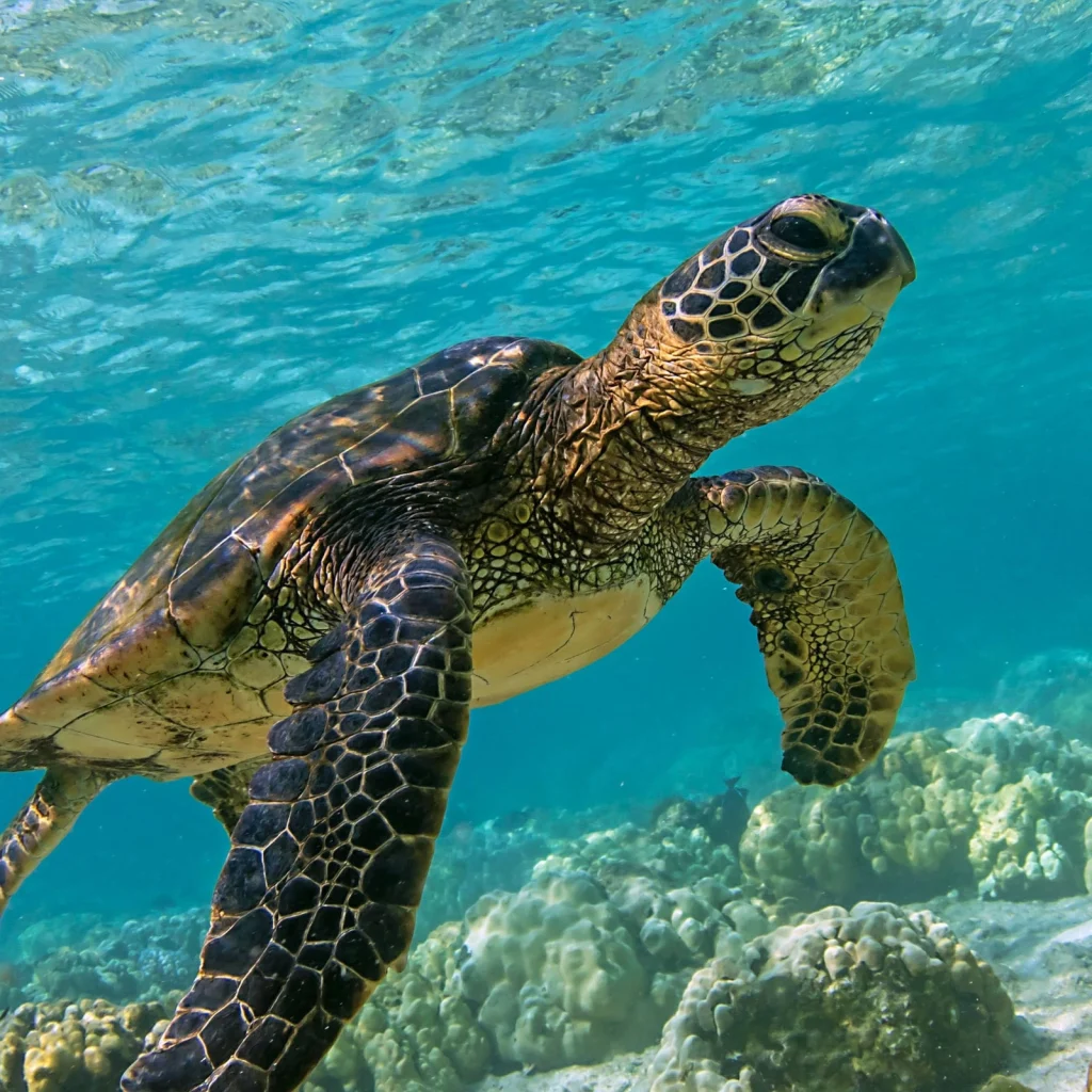 A green sea turtle swimming near the Galápagos coast