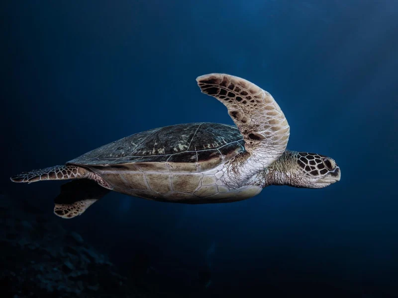 A green sea turtle swimming in open water in the Galápagos