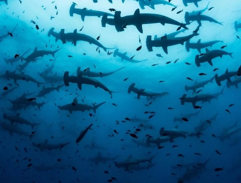 A school of scalloped hammerhead sharks near Darwin Island, Galápagos
