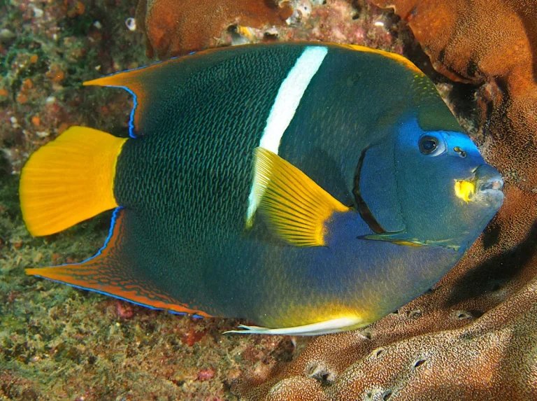 An adult king angelfish with dark blue body and yellow tail