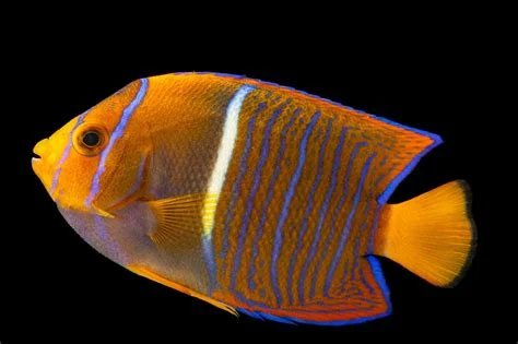 A juvenile king angelfish with orange body and electric blue stripes