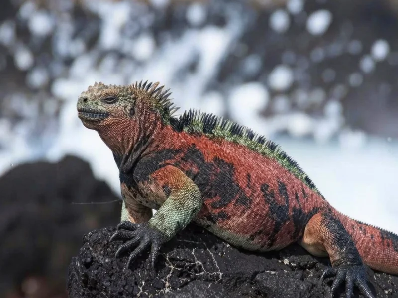 A marine iguana displaying red and green breeding coloration on Española