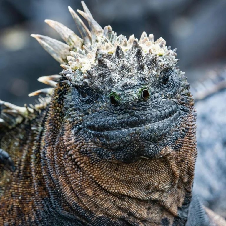 Close-up portrait of a marine iguana, an endemic Galápagos species