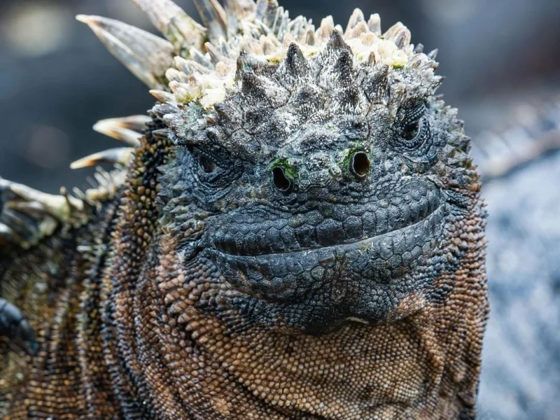 Close-up portrait of a marine iguana, an endemic Galápagos species