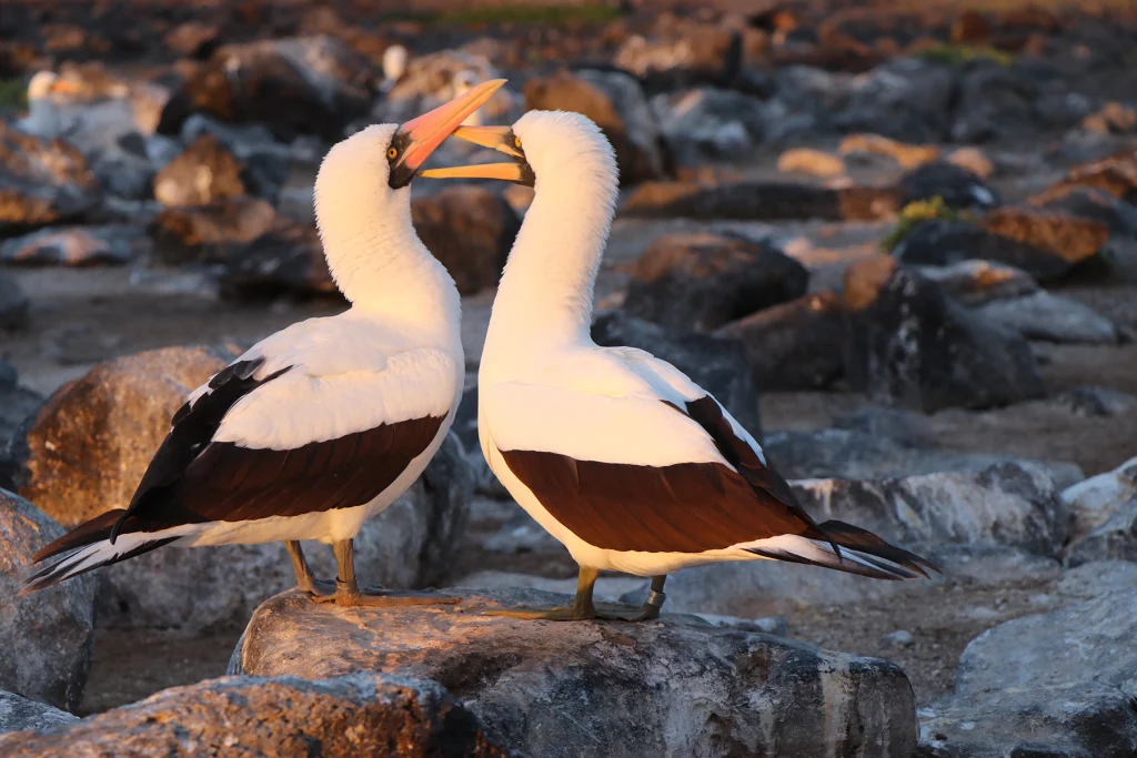 A pair of Nazca boobies in the Galápagos