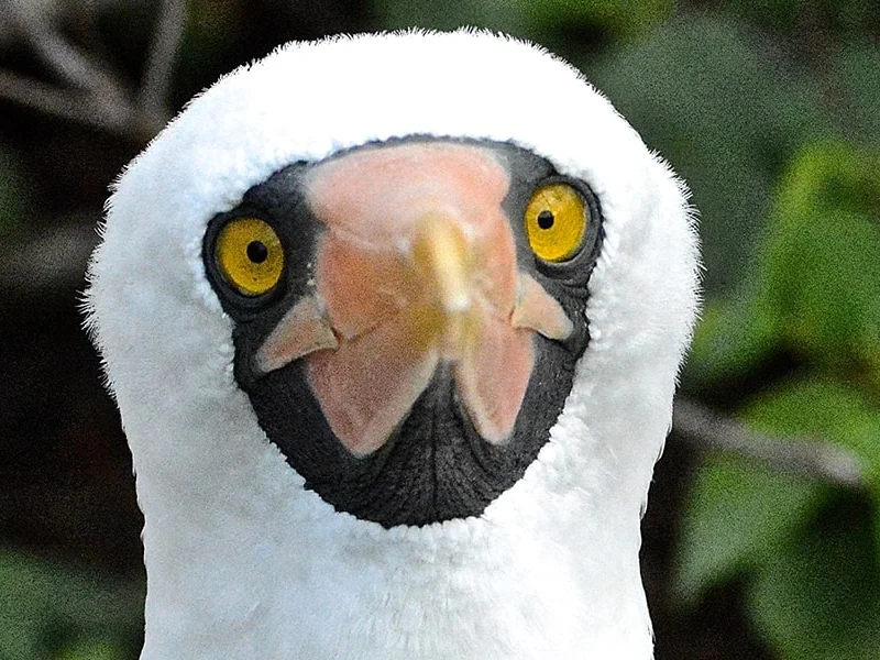 A close-up portrait of a Nazca booby in the Galápagos