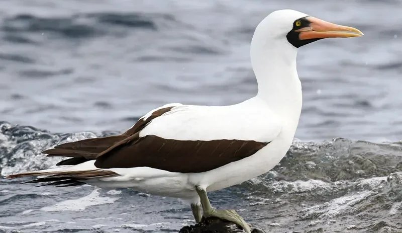 A Nazca booby standing on volcanic rock in the Galápagos