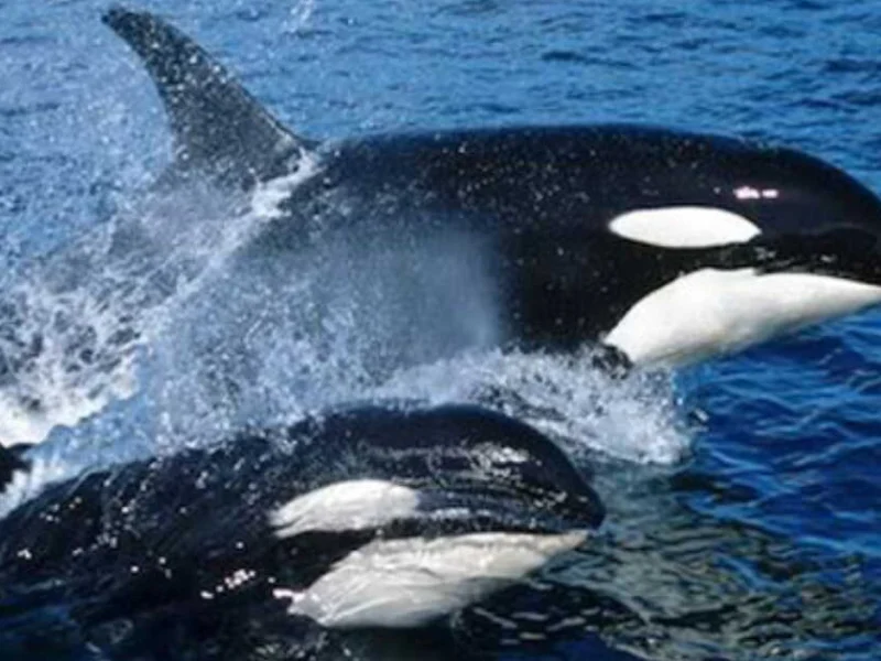 Two orcas surfacing together in open water