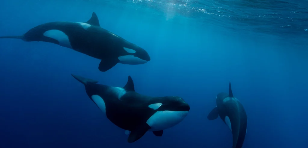 A pod of orcas swimming underwater in the Galápagos Marine Reserve