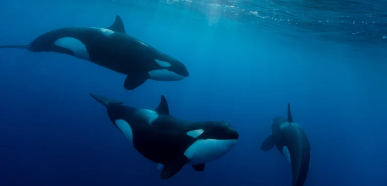 A pod of orcas swimming underwater in the Galápagos Marine Reserve