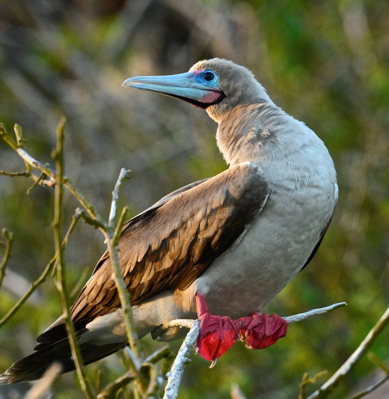 A red-footed booby perched in a tree in the Galápagos