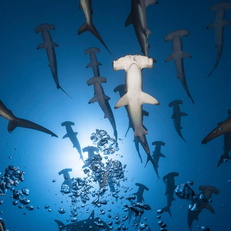 A school of scalloped hammerhead sharks in the Galápagos Marine Reserve