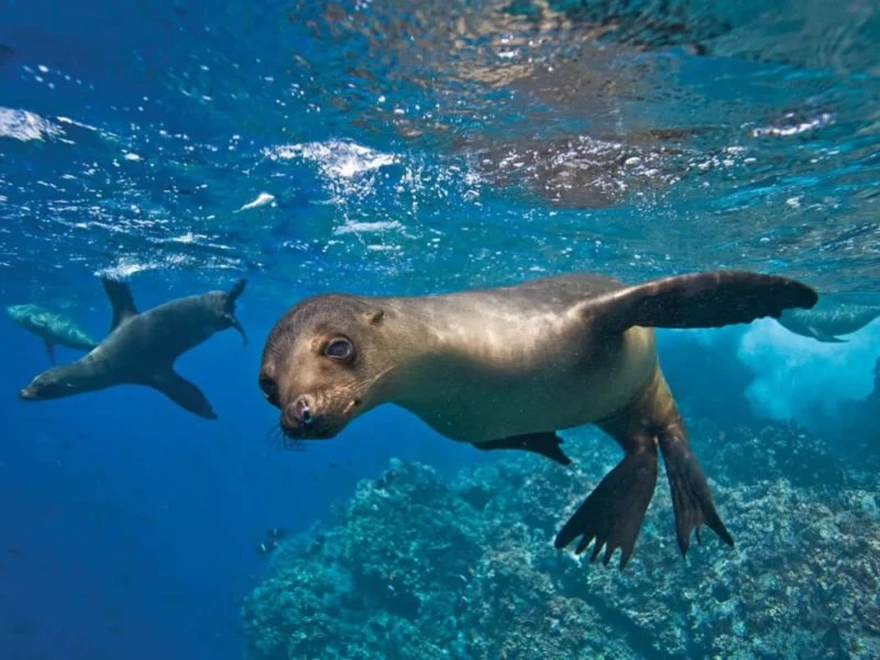 A group of Galápagos sea lions swimming and playing underwater