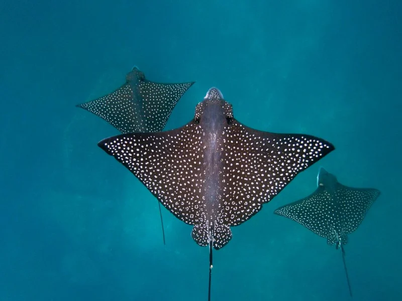 Three spotted eagle rays swimming together in the Galápagos