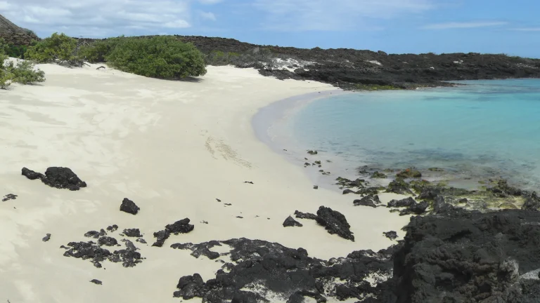 White-sand cove and young lava at Sullivan Bay, Santiago Island
