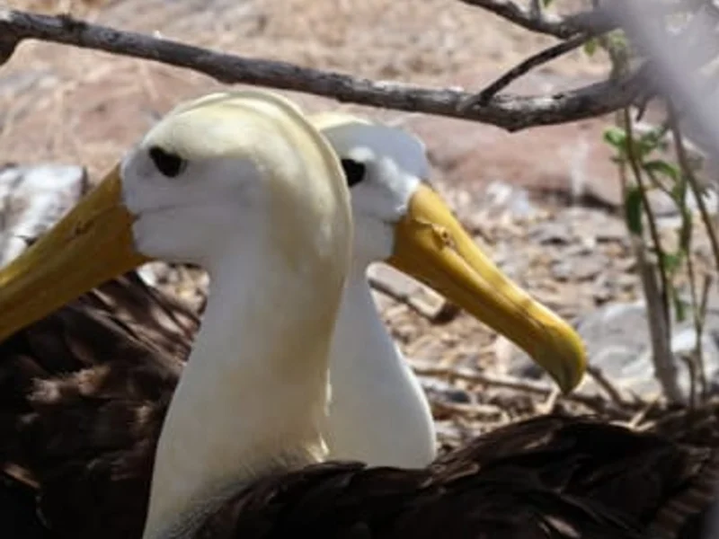 A pair of waved albatrosses performing their courtship dance on Española